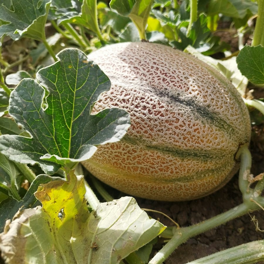 Melon Charentais