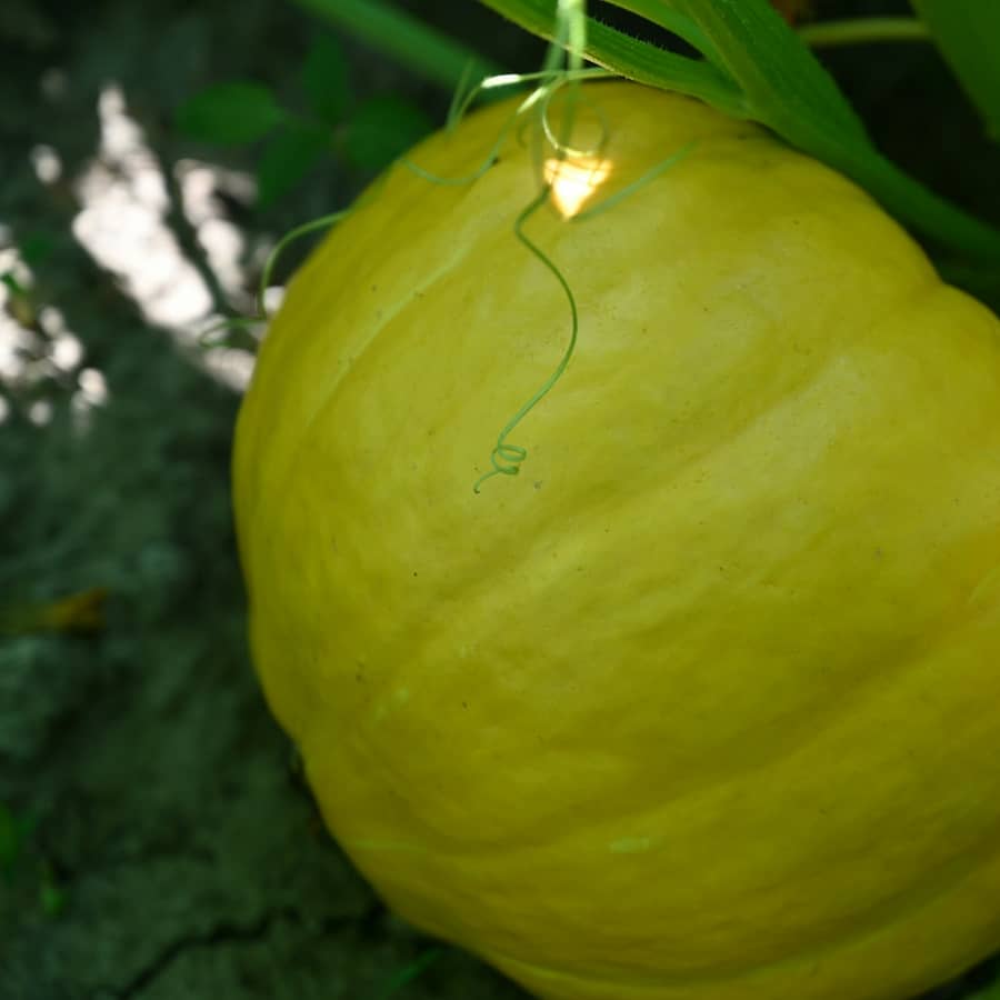 yellow fruit on green grass