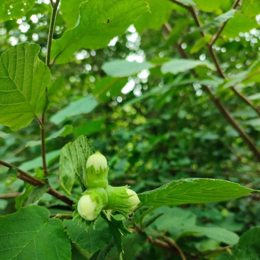a close up of a tree with green leaves