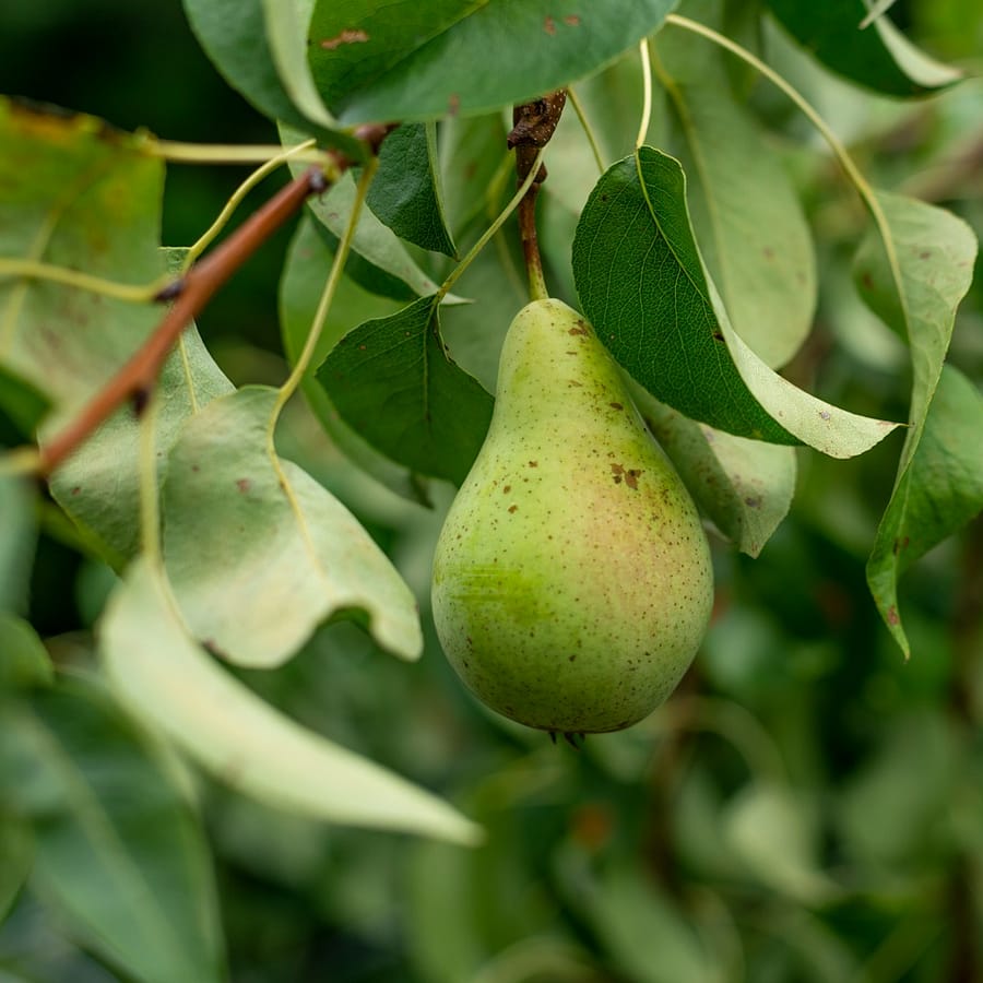 Poire