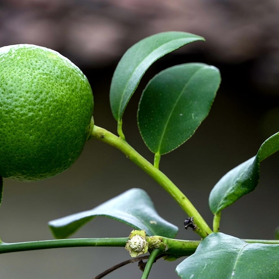 Lime douce : Propriétés et bienfaits