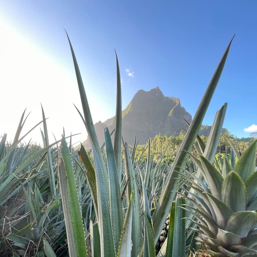Ananas : Propriétés et bienfaits