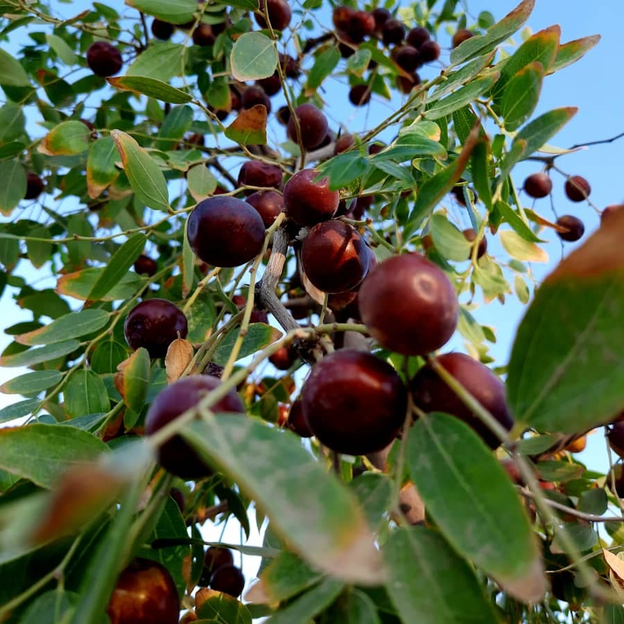 Jujube : Propriétés et bienfaits