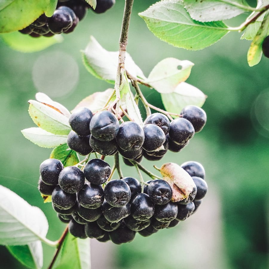 Aronia : Propriétés et bienfaits
