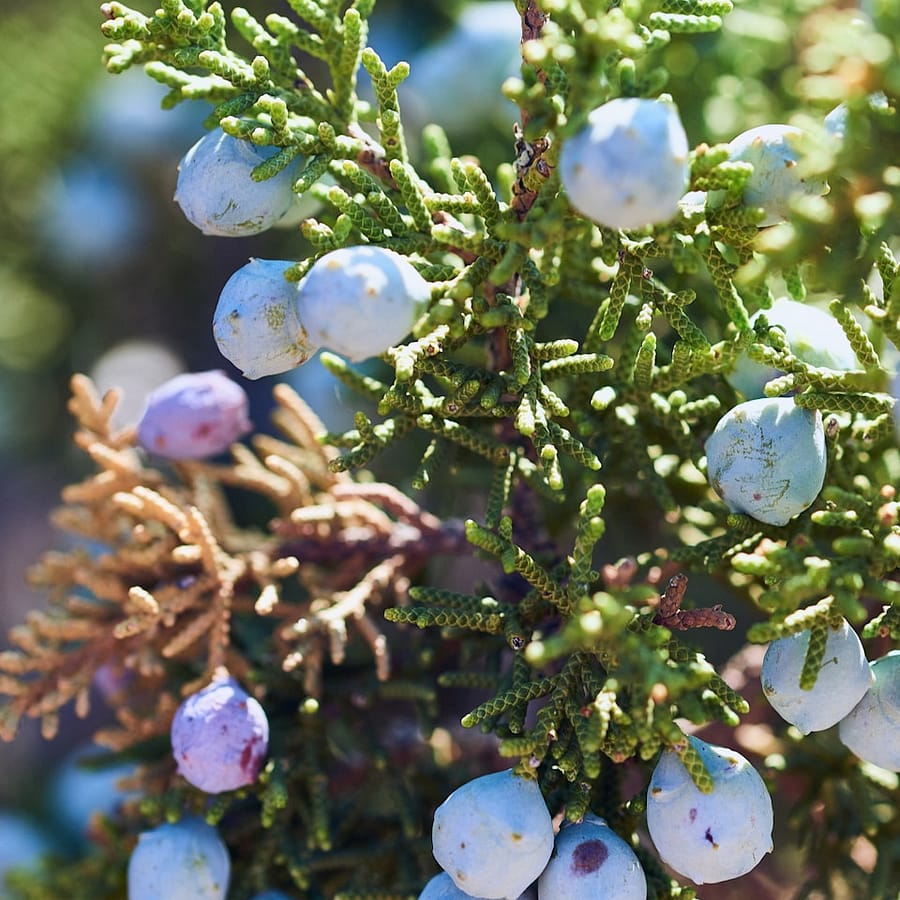 Baie de genièvre : Propriétés et bienfaits