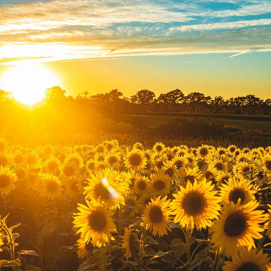 Graine de tournesol