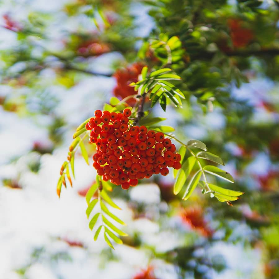 red round fruit in green leaves