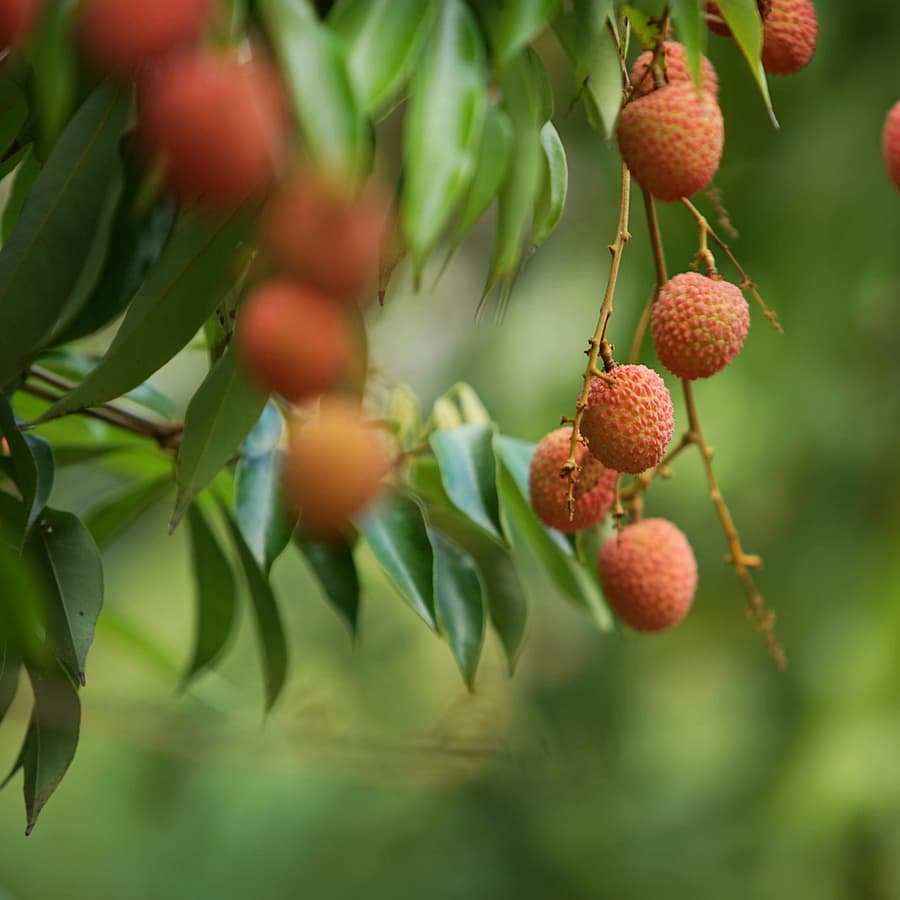 Litchis : Propriétés et bienfaits