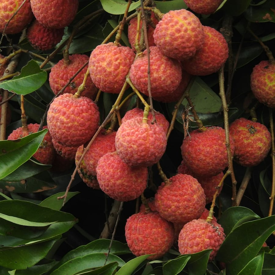 Litchi : Propriétés et bienfaits