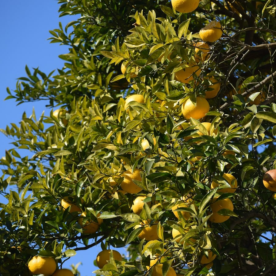 Yuzu : Propriétés et bienfaits