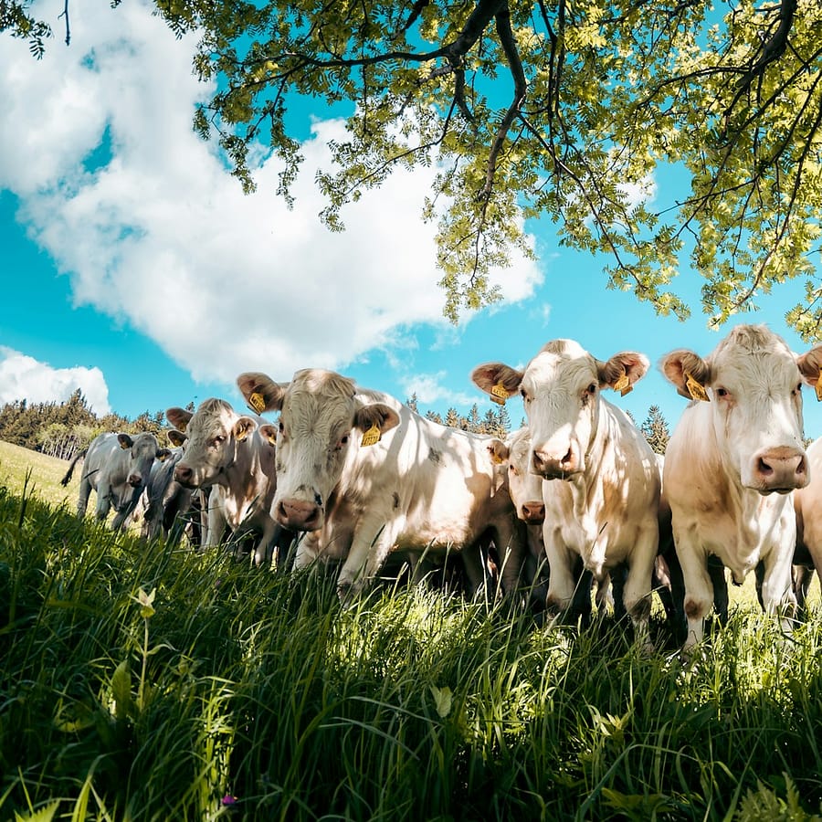 Agriculture et élevage