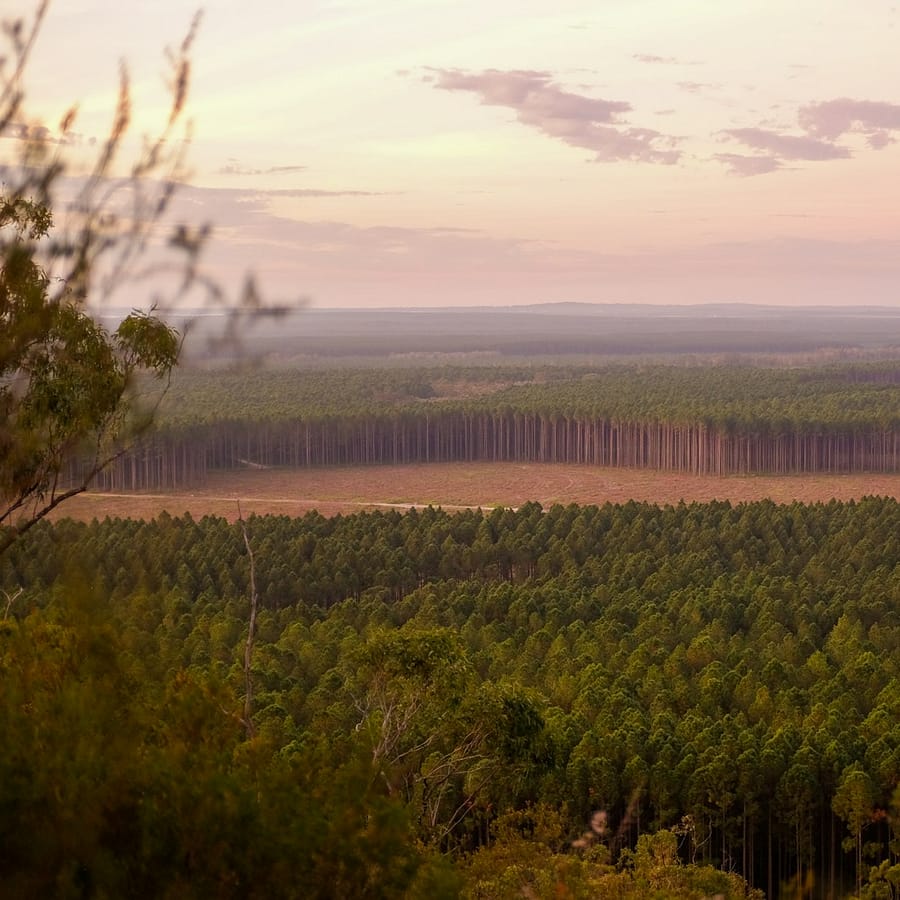 Déforestation