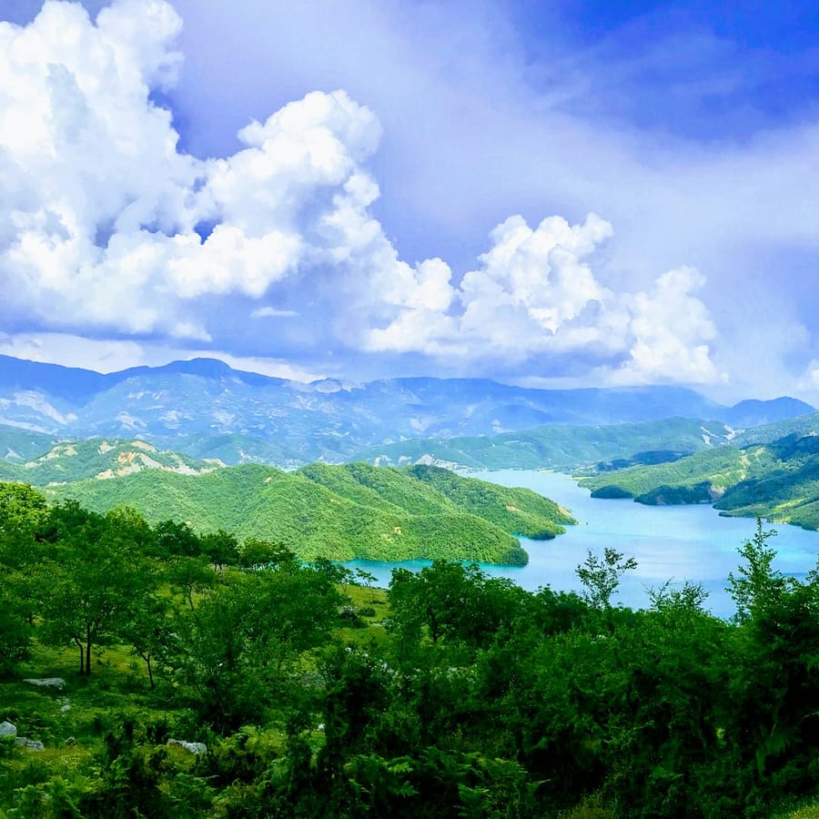 green trees during daytime