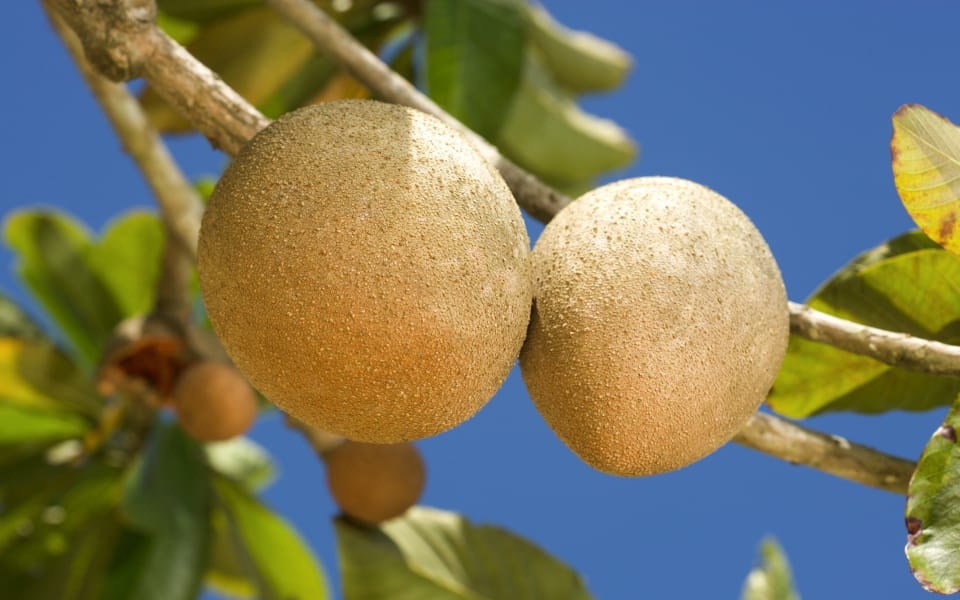 Mamey sapote : Propriétés et bienfaits