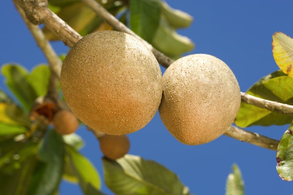 Mamey sapote : Propriétés et bienfaits