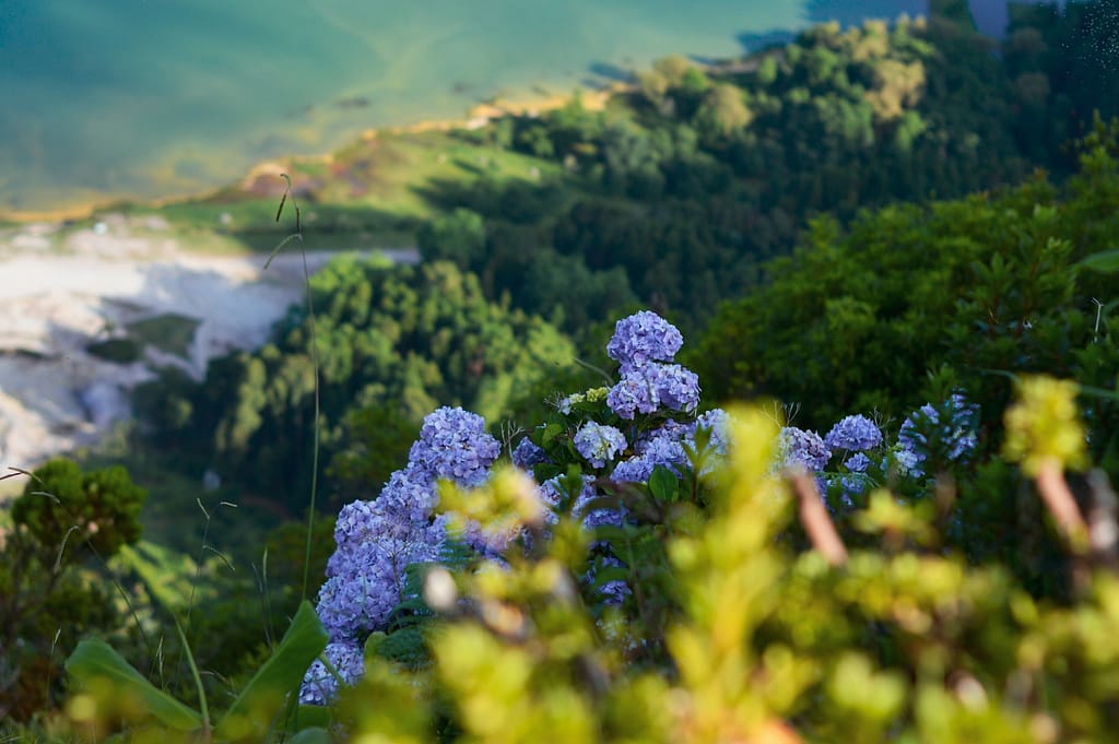 Biodiversité végétale