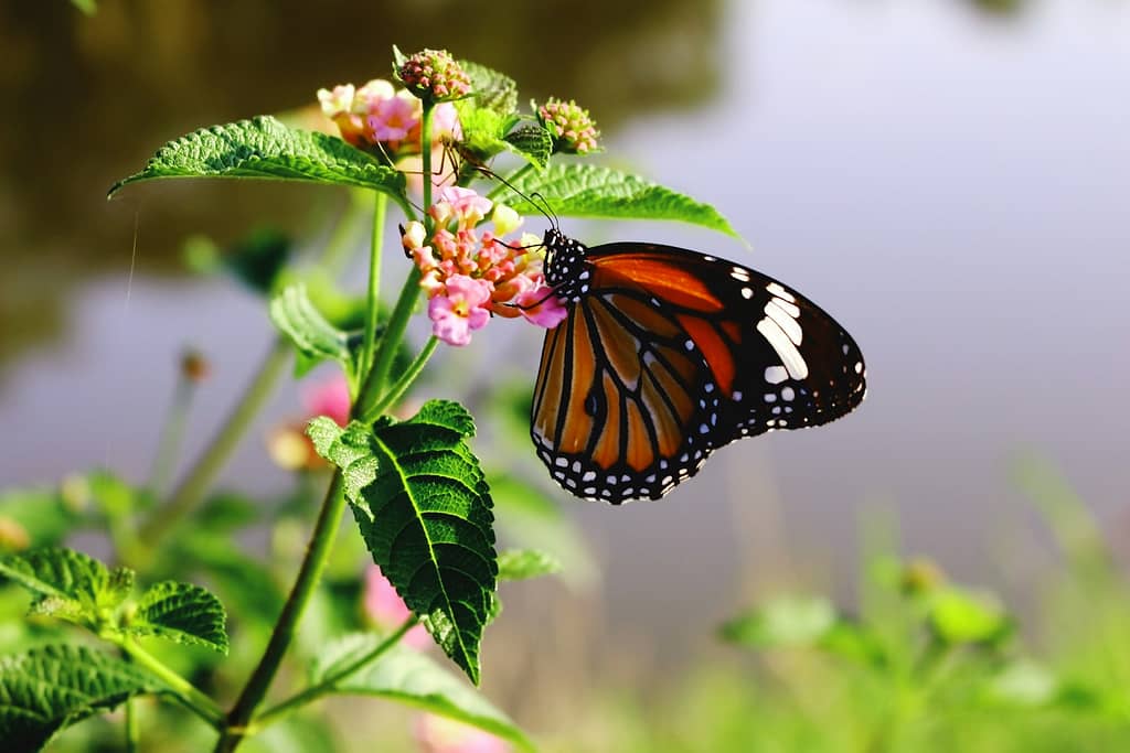 Biodiversité