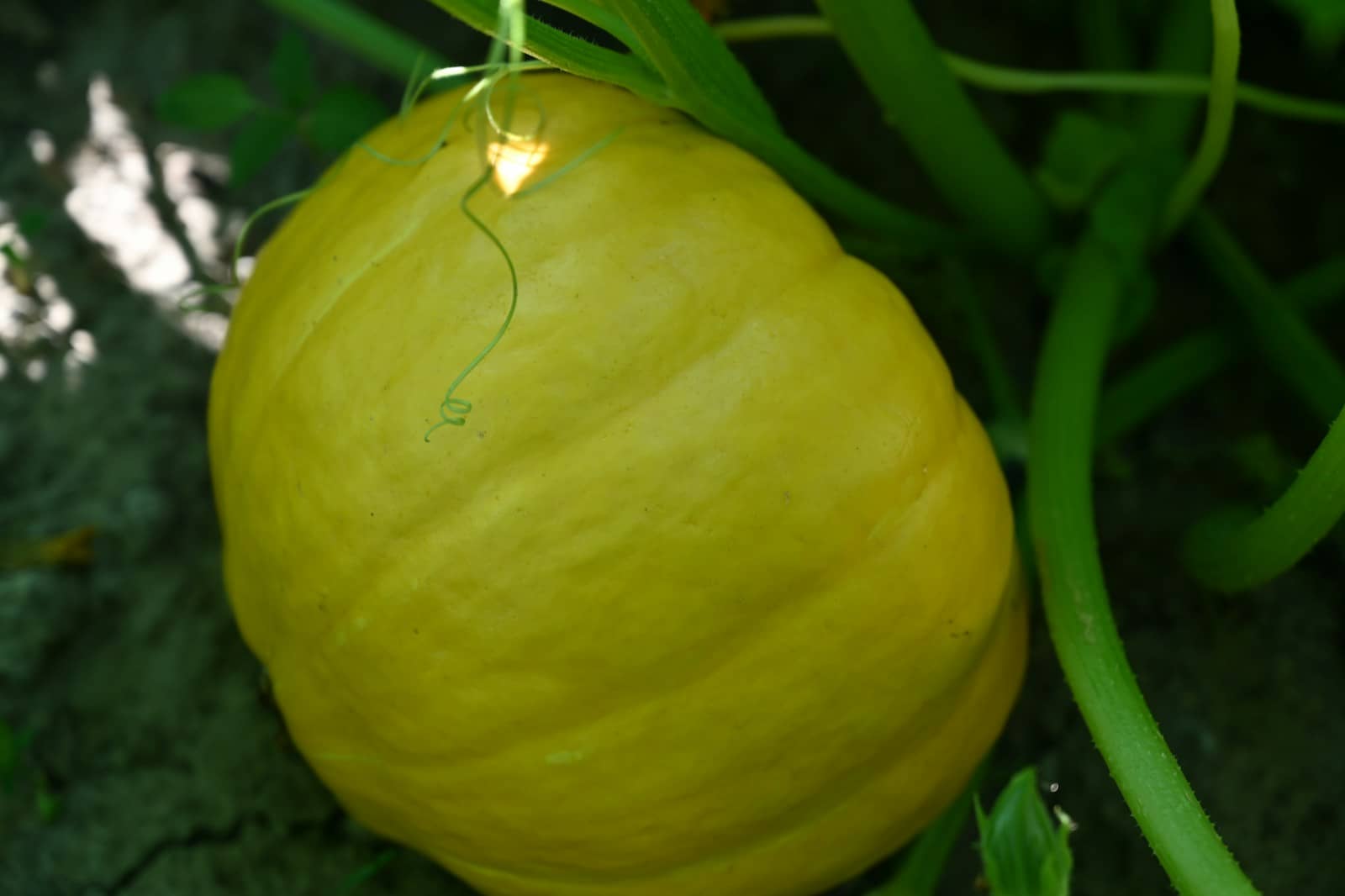 yellow fruit on green grass