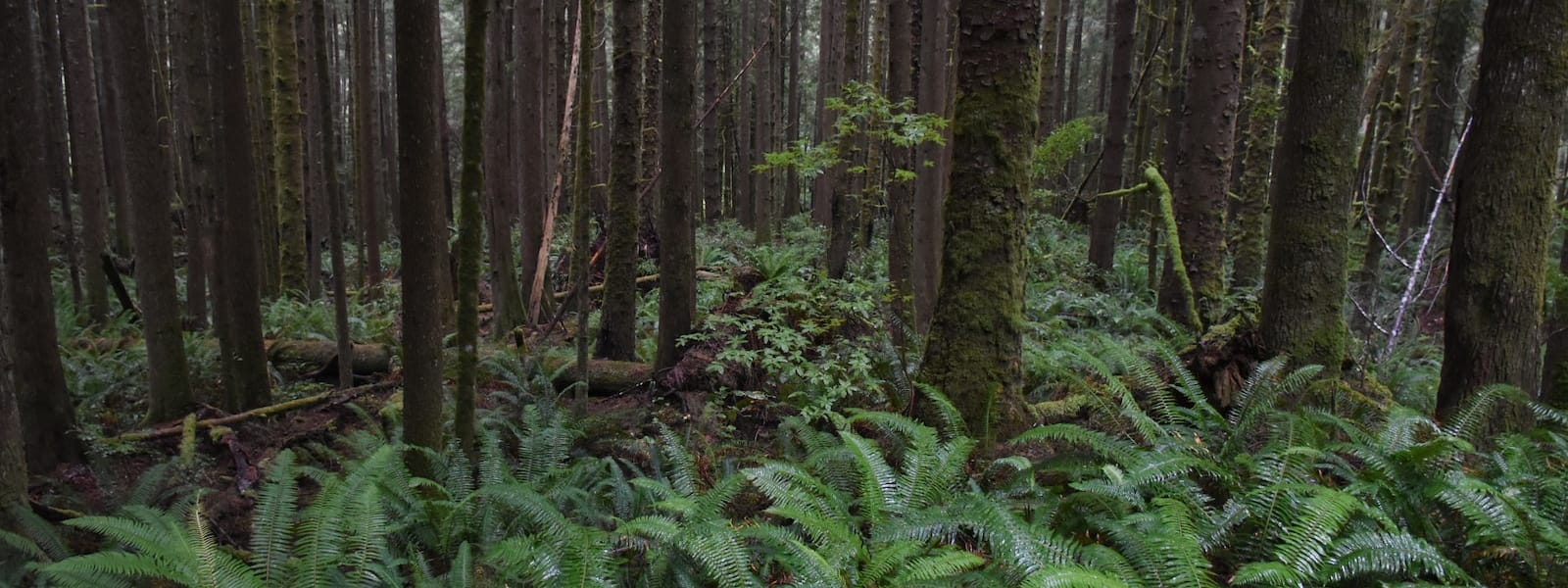 Les grandes forêts du monde