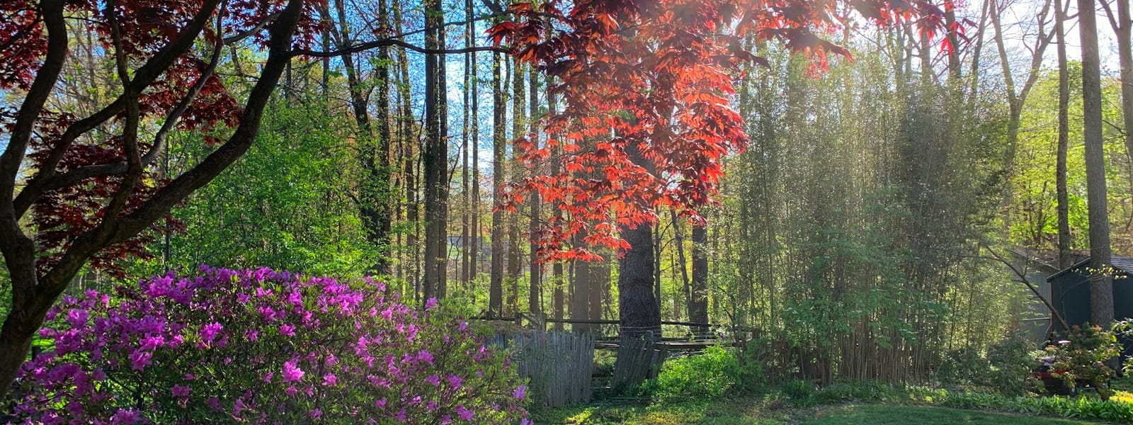 Forêt de l’Ardenne