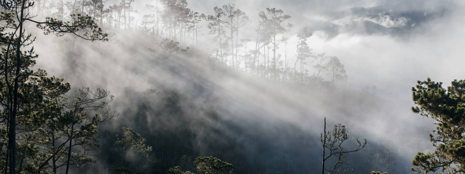 Forêt du Bassin du Congo
