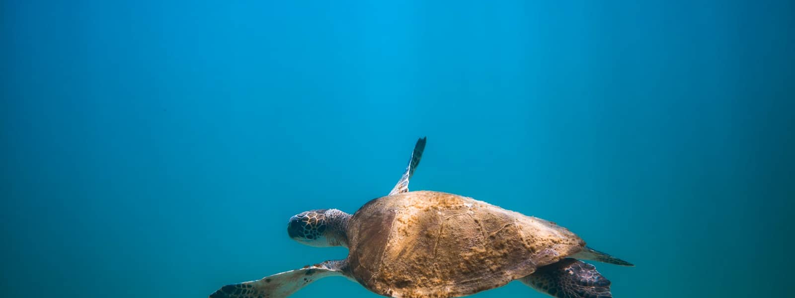 biodiversité
