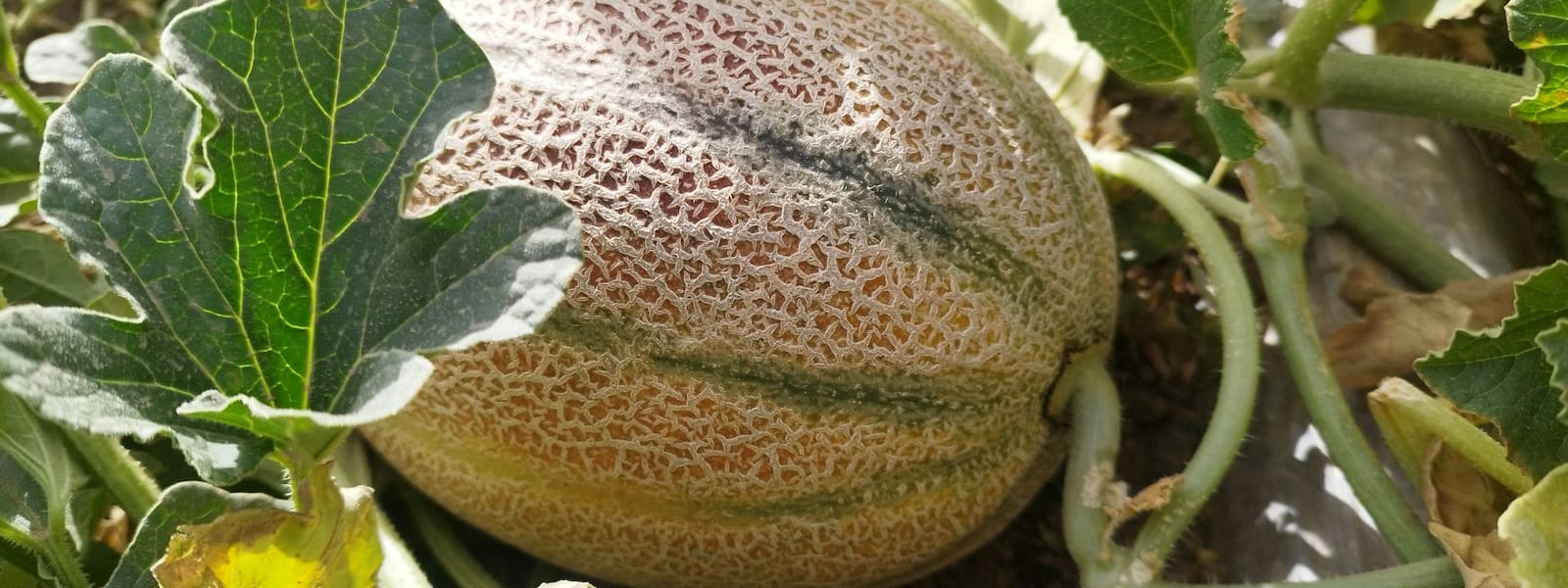 Melon Charentais