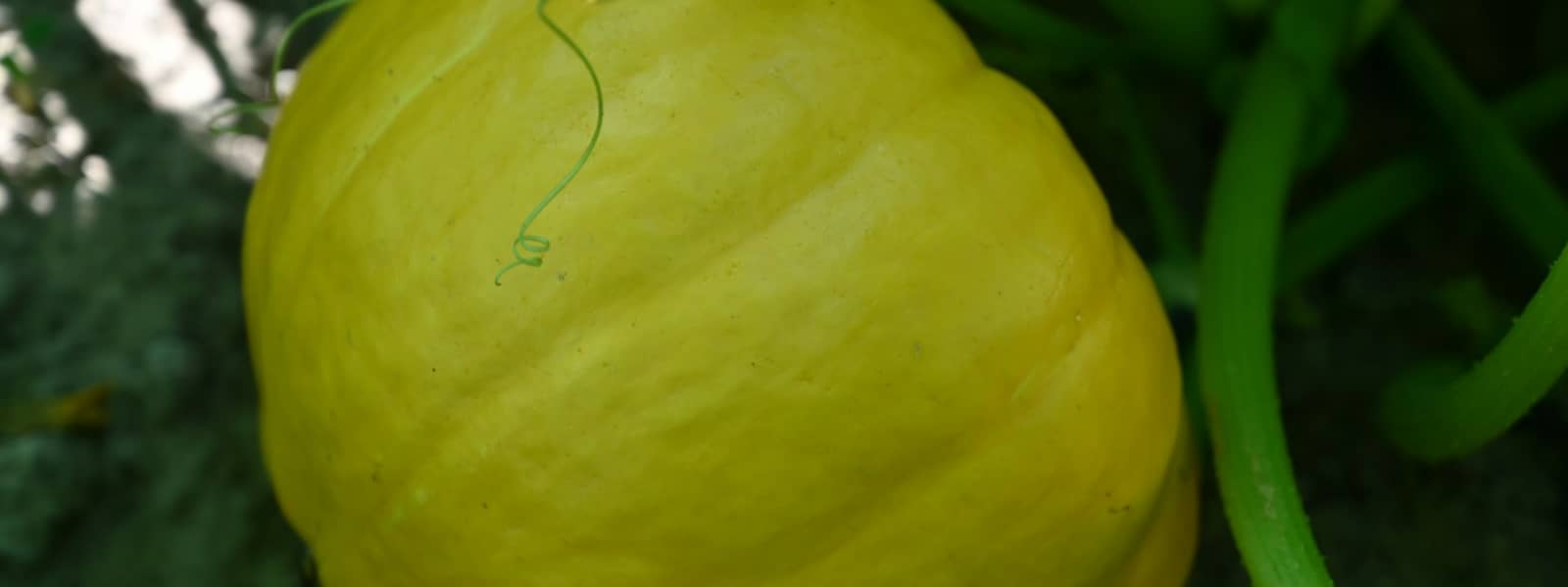 yellow fruit on green grass