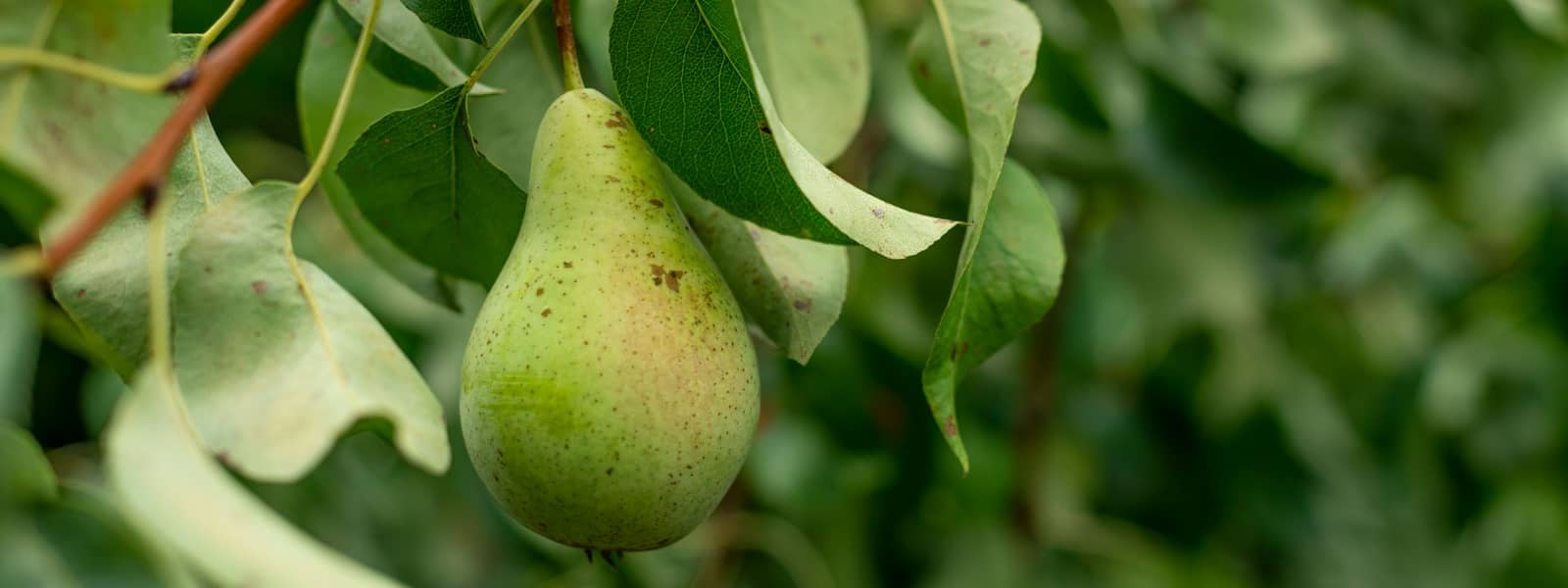 Poire