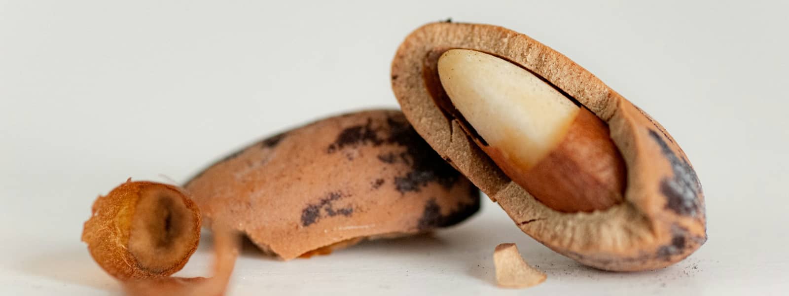 Noix de macadamia : Propriétés et bienfaits