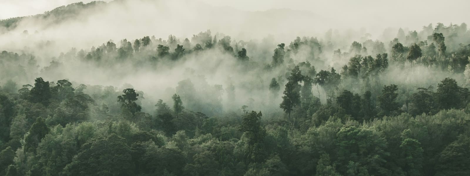 Programme de reboisement trillion Trees