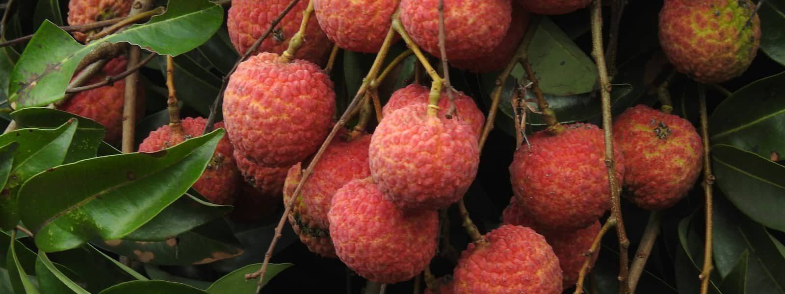 Litchi : Propriétés et bienfaits