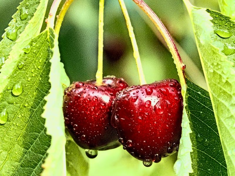 cerise
