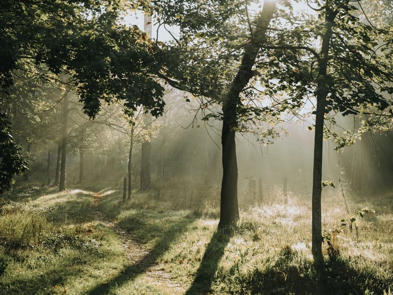 Forêt Valdivienne