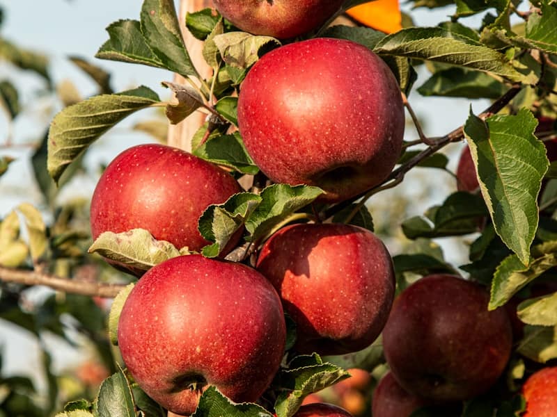 Pomme : Propriétés et bienfaits