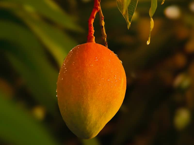 Mangue : Propriétés et bienfaits