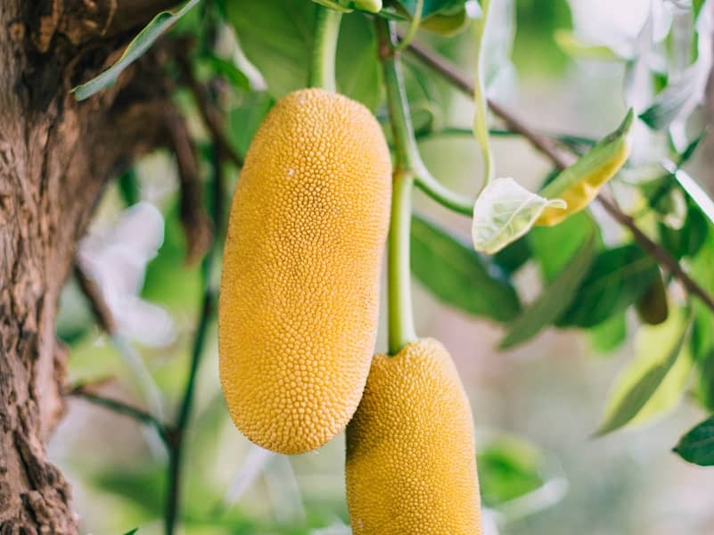 Jackfruit (jackfruit) : Propriétés et bienfaits