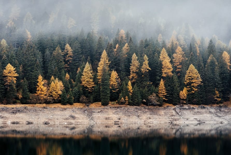 Forêt de Bialowieza