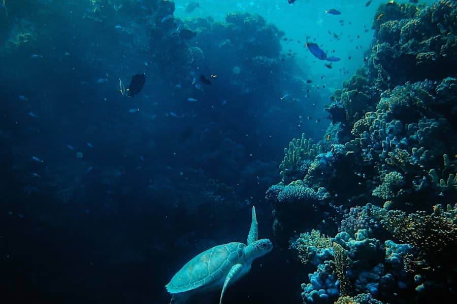 mer et l’océan