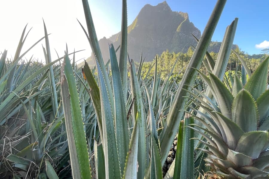 Ananas : Propriétés et bienfaits